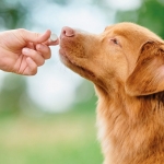 Beaphar VERMIpure comprimidos naturales parásitos internos para perros medianos y grandes