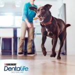 Purina Pro Plan Snack Dentalife pour Chiens Large